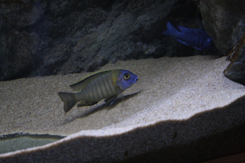 Tramitichromis sp. 'orange top' Lumbira